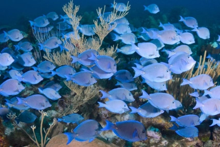 2-Tank Boat Dive in the Cayman Islands