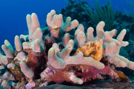 2-Tank Boat Dive in the Cayman Islands