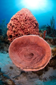 2-Tank Boat Dive in the Cayman Islands