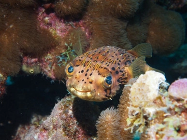 2-Tank Boat Dive in the Cayman Islands