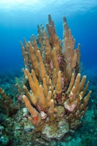 2-Tank Boat Dive in the Cayman Islands