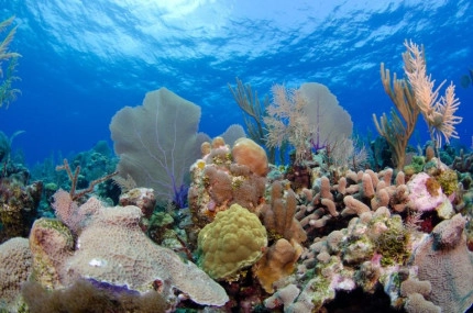 2-Tank Boat Dive in the Cayman Islands