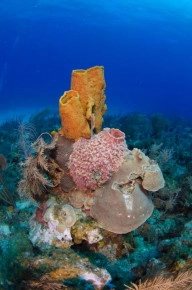2-Tank Boat Dive in the Cayman Islands