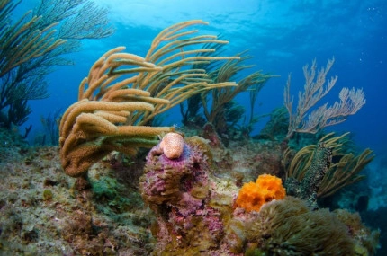 2-Tank Boat Dive in the Cayman Islands