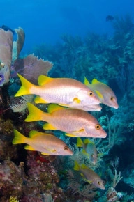 2-Tank Boat Dive in the Cayman Islands