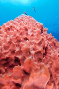 2-Tank Boat Dive in the Cayman Islands