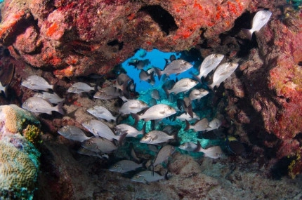 2-Tank Boat Dive in the Cayman Islands