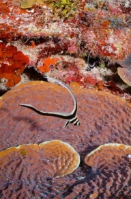 2-Tank Boat Dive in the Cayman Islands
