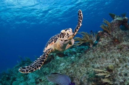 2-Tank Boat Dive in the Cayman Islands