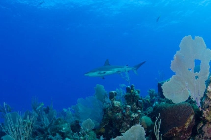 2-Tank Boat Dive in the Cayman Islands