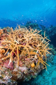 2-Tank Boat Dive in the Cayman Islands