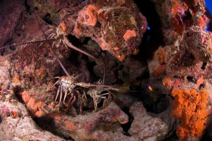 2-Tank Boat Dive in the Cayman Islands