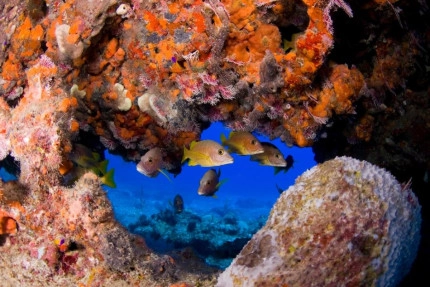 2-Tank Boat Dive in the Cayman Islands