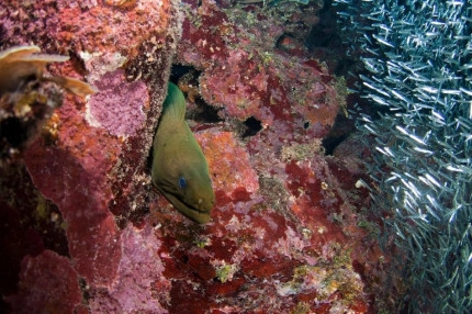 2-Tank Boat Dive in the Cayman Islands