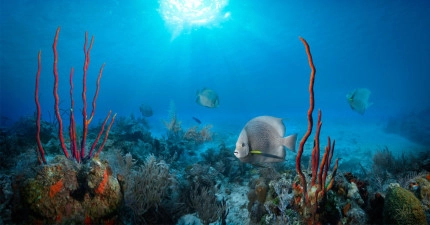 The Reef Roamer 1-Tank Boat Dive Gallery