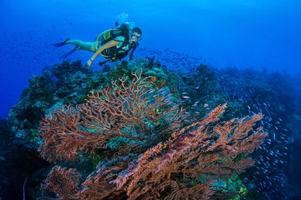 The Reef Roamer 1-Tank Boat Dive Gallery