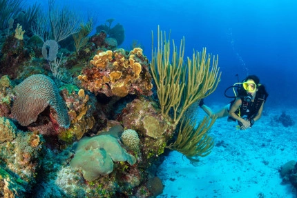 The Reef Roamer 1-Tank Boat Dive Gallery