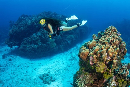 The Reef Roamer 1-Tank Boat Dive Gallery