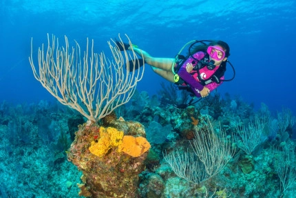 The Reef Roamer 1-Tank Boat Dive Gallery