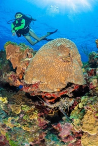 The Reef Roamer 1-Tank Boat Dive Gallery
