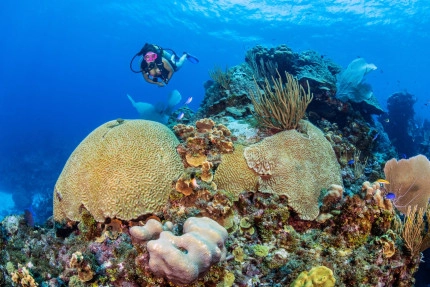 The Reef Roamer 1-Tank Boat Dive Gallery