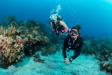 The Reef Roamer 1-Tank Boat Dive Gallery