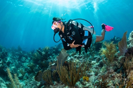 The Reef Roamer 1-Tank Boat Dive Gallery