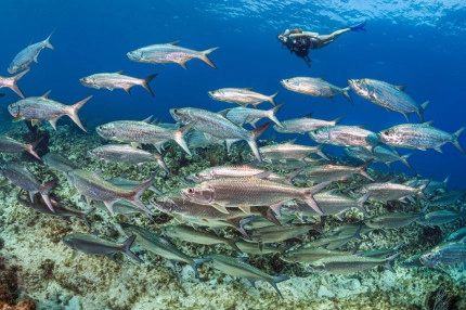 Reef Roamer Gallery