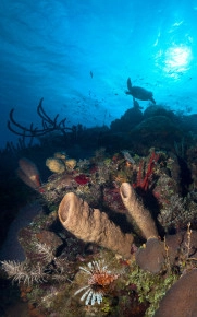 Marine Invertebrate