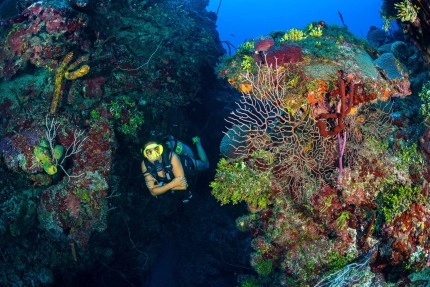 Try Scuba Diving