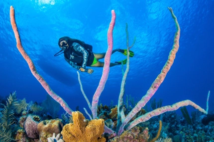 Try Scuba Diving