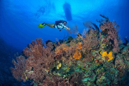 Try Scuba Diving