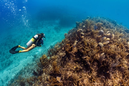Kittiwake Wreck Safari Photo Gallery