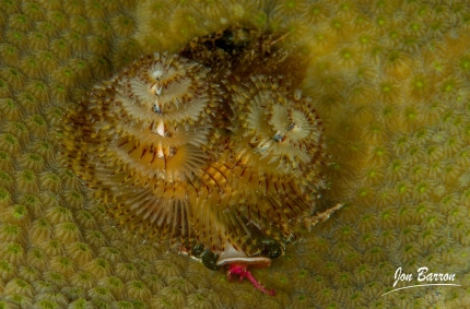 Macro Mania Photo Gallery