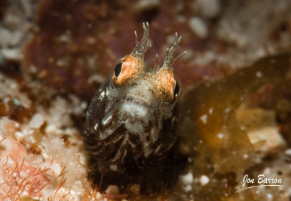 Macro Mania Photo Gallery