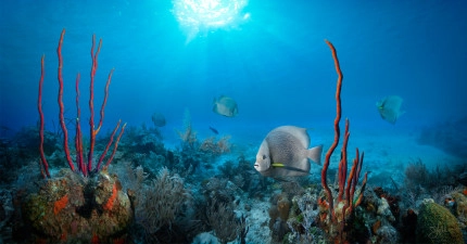 Cayman Islands Marine Life Photo Gallery