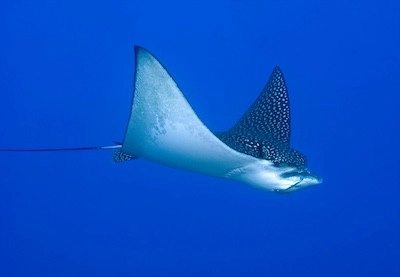 Diversity of Life in the Cayman Islands