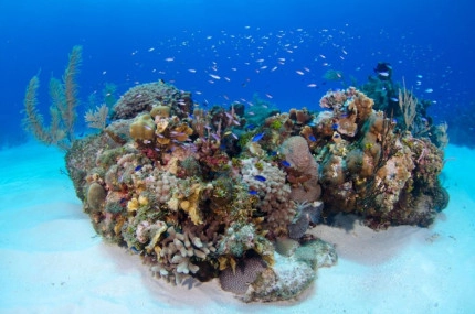 Diversity of Life in the Cayman Islands