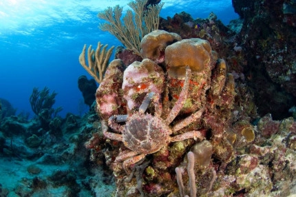 Diversity of Life in the Cayman Islands
