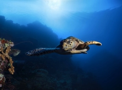 Diversity of Life in the Cayman Islands