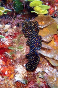 Diversity of Life in the Cayman Islands