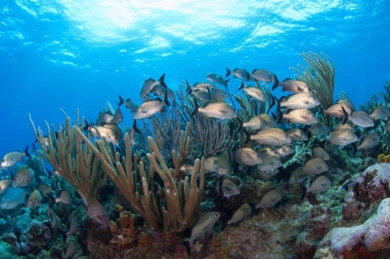 Diversity of Life in the Cayman Islands