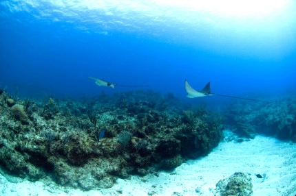 Diversity of Life in the Cayman Islands
