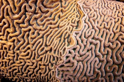 Diversity of Life in the Cayman Islands