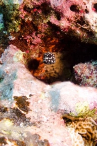 Diversity of Life in the Cayman Islands
