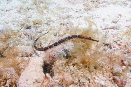 Diversity of Life in the Cayman Islands