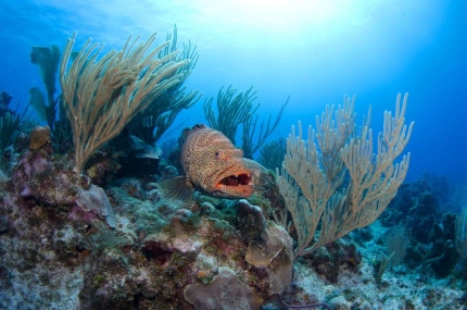 Diversity of Life in the Cayman Islands