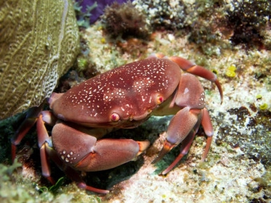 Diversity of Life in the Cayman Islands