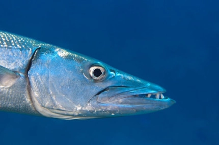 Diversity of Life in the Cayman Islands