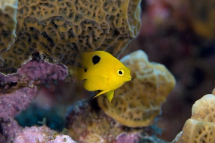 Diversity of Life in the Cayman Islands